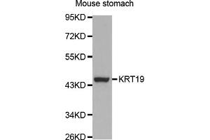 Western blot analysis of extracts of mouse stomach, using KRT19 antibody. (Cytokeratin 19 抗体)