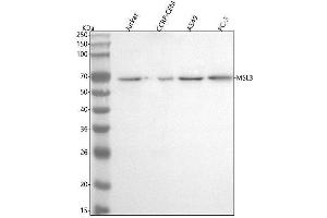Western blot analysis of MSL3 using anti-MSL3 antibody (ABIN7599447).