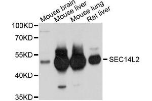 Western blot analysis of extracts of various cells, using SEC14L2 antibody. (SEC14L2 抗体)