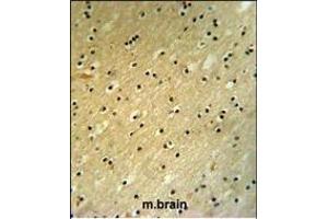 BCOR Antibody (Center ) (ABIN391538 and ABIN2841489) IHC analysis in formalin fixed and paraffin embedded mouse brain tissue followed by peroxidase conjugation of the secondary antibody and DAB staining.