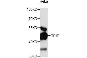 Western blot analysis of extracts of HeLa cells, using TRIT1 antibody (ABIN6293639) at 1:3000 dilution.