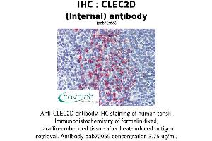 Image no. 2 for anti-C-Type Lectin Domain Family 2, Member D (CLEC2D) (Internal Region) antibody (ABIN1733154) (CLEC2D 抗体  (Internal Region))