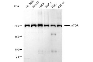 Western blotting analysis using mTOR antibody (ABIN7799346). (Recombinant MTOR 抗体)