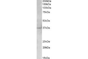 ABIN1590107 (2µg/ml) staining of Cerebral Cortex ysate (35µg protein in RIPA buffer). (PLK5 抗体  (AA 309-322))