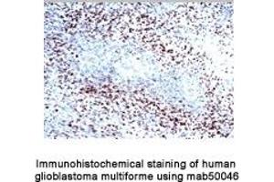 Image no. 2 for anti-Hypoxia Inducible Factor 1, alpha Subunit (Basic Helix-Loop-Helix Transcription Factor) (HIF1A) (AA 432-528) antibody (ABIN2852421) (HIF1A 抗体  (AA 432-528))