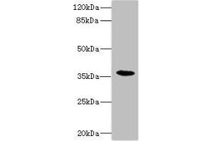 Western blot All lanes: BST1 antibody IgG at 1. (BST1 抗体  (AA 29-293))