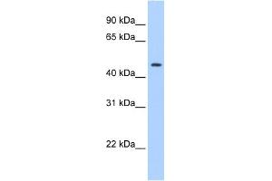 WB Suggested Anti-SERPINE1 Antibody Titration:  0. (PAI1 抗体  (C-Term))