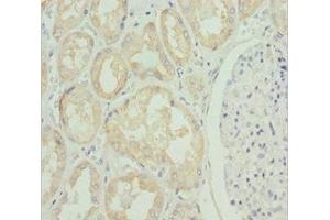 Immunohistochemistry of paraffin-embedded human kidney tissue using ABIN7176706 at dilution of 1:100