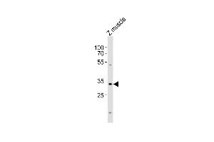 Anti-bhlha9 Antibody (N-term) at 1:1000 dilution + zebrafish muscle lysates Lysates/proteins at 20 μg per lane. (BHLHA9 抗体  (N-Term))