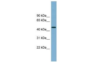 WB Suggested Anti-RNF44  Antibody Titration: 0. (RNF44 抗体  (N-Term))