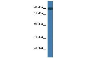 Western Blot showing App antibody used at a concentration of 1. (APP 抗体  (C-Term))