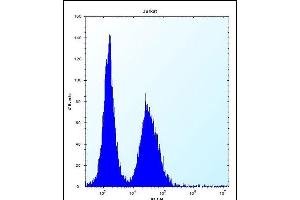 DDIT3 Antibody (Center) (ABIN656987 and ABIN2846170) flow cytometric analysis of Jurkat cells (right histogram) compared to a negative control cell (left histogram). (DDIT3 抗体  (AA 82-110))