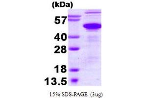 SDS-PAGE (SDS) image for Ataxin 3 (ATXN3) (AA 1-370) protein (ABIN666777) (Ataxin 3 Protein (ATXN3) (AA 1-370))