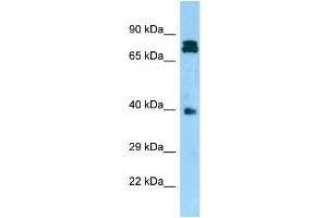 WB Suggested Anti-NDRG4 Antibody Titration: 1. (NDRG4 抗体  (N-Term))