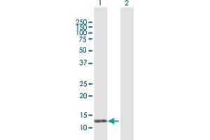 Western Blot analysis of POLR1D expression in transfected 293T cell line by POLR1D MaxPab polyclonal antibody. (POLR1D 抗体  (AA 1-133))