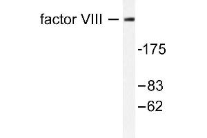 Image no. 1 for anti-Coagulation Factor VIII (F8) antibody (ABIN265412) (Factor VIII 抗体)