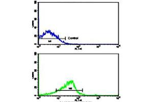 Flow cytometric analysis of ZR-75-1 cells using FREQ polyclonal antibody (bottom histogram) compared to a negative control cell (top histogram). (NCS1 抗体  (Internal Region))
