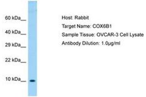 Image no. 1 for anti-Cytochrome C Oxidase Subunit VIb Polypeptide 1 (Ubiquitous) (COX6B1) (AA 14-63) antibody (ABIN6750044) (COX6B1 抗体  (AA 14-63))