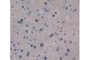 IHC-P analysis of liver tissue, with DAB staining. (TCEA3 抗体  (AA 59-348))