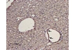 ADRA1D 抗体  (3rd Extracellular Loop, Cys240)