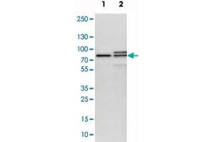 Western blot analysis of cell lysates with MTA2 polyclonal antibody  at 1:250-1:500 dilution. (MTA2 抗体)