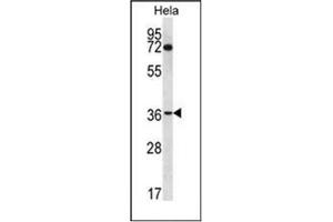 Western blot analysis of NUP35 Antibody (C-term) in Hela cell line lysates (35ug/lane). (NUP35 抗体  (C-Term))