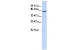 Image no. 1 for anti-Eukaryotic Translation Initiation Factor 4 gamma 2 (EIF4G2) (AA 144-193) antibody (ABIN6740665)