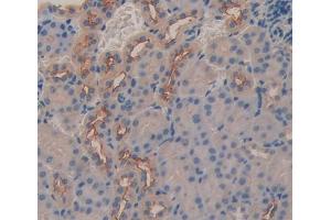 IHC-P analysis of Mouse Tissue, with DAB staining. (DCL1 抗体  (AA 21-225))