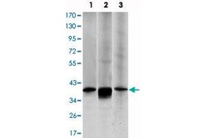Western blot analysis using MAP2K6 monoclonal antibody, clone 3H12B9  against HepG2 (1), MCF-7 (2) and NIH/3T3 (3) cell lysate.