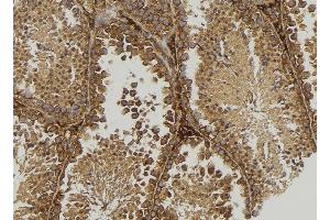 ABIN6277538 at 1/100 staining Mouse testis tissue by IHC-P. (MOG 抗体  (C-Term))