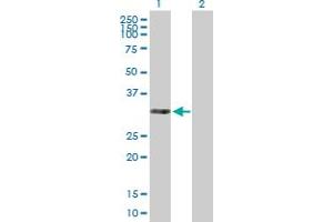 Western Blot analysis of THAP3 expression in transfected 293T cell line by THAP3 MaxPab polyclonal antibody.