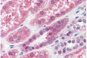 anti-Protein Phosphatase 2, Catalytic Subunit, alpha Isozyme (PPP2CA) antibody