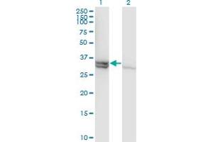 Western Blot analysis of CASP1 expression in transfected 293T cell line by CASP1 monoclonal antibody (M01), clone 3D2. (Caspase 1 抗体  (AA 1-100))