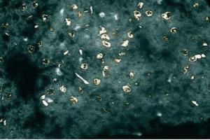 Immunofluorescent staining of Rabbit Liver tissue with anti-XIAP (XIAP 抗体  (AA 268-426))
