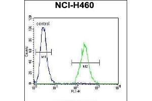 Flow cytometric analysis of NCI-H460 cells (right histogram) compared to a negative control cell (left histogram). (CCDC54 抗体  (AA 91-119))