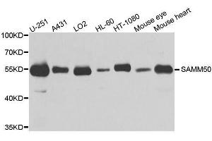 Western blot analysis of extracts of various cell lines, using SAMM50 antibody. (SAMM50 抗体  (AA 1-220))