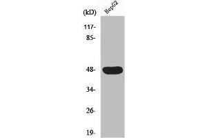 Western Blot analysis of HepG2 cells using IGSF4D Polyclonal Antibody (CADM2 抗体  (Internal Region))