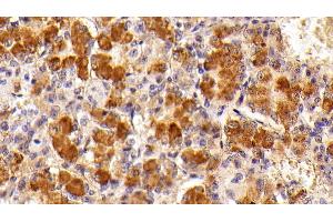 Detection of FSHb in Porcine Pituitary Tissue using Polyclonal Antibody to Follicle Stimulating Hormone Beta (FSHb) (FSHB 抗体  (AA 21-130))