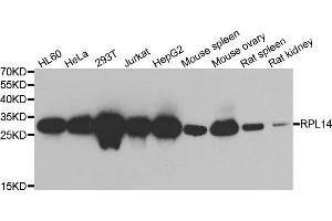 Western blot analysis of extracts of various cell lines, using RPL14 antibody (ABIN6291381) at 1:1000 dilution. (RPL14 抗体)