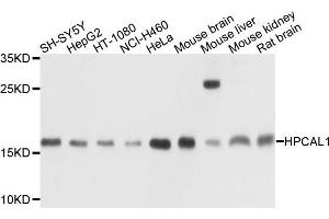 Western blot analysis of extracts of various cells, using HPCAL1 antibody. (HPCAL1 抗体)