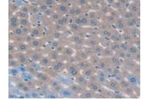 IHC-P analysis of Mouse Liver Tissue, with DAB staining. (MAPK7 抗体  (AA 185-419))