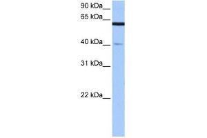 APPBP2 antibody used at 0. (APPBP2 抗体)