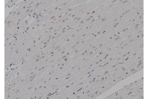 ABIN6277235 at 1/100 staining Rat heart tissue by IHC-P. (PSMA4 抗体  (N-Term))