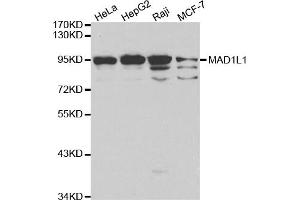Western blot analysis of extracts of various cell lines, using MAD1L1 antibody (ABIN5970500) at 1/1000 dilution. (MAD1L1 抗体)