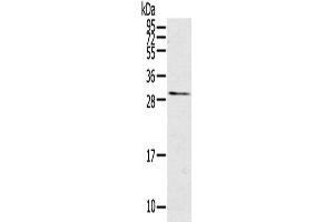 Western Blotting (WB) image for anti-Tumor Necrosis Factor (Ligand) Superfamily, Member 15 (TNFSF15) antibody (ABIN2434031) (TNFSF15 抗体)