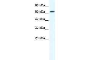 WB Suggested Anti-GABRB2 Antibody Titration:  1. (GABRB2 抗体  (N-Term))
