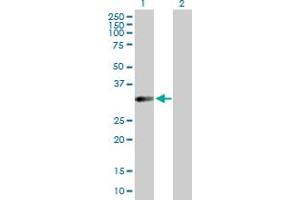 Western Blot analysis of HFE2 expression in transfected 293T cell line by HFE2 MaxPab polyclonal antibody. (HFE2 抗体  (AA 1-313))