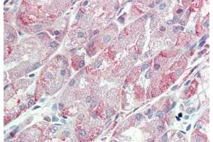 Immunohistochemistry (Formalin/PFA-fixed paraffin-embedded sections) of human stomach tissue with ITGA6 polyclonal antibody . (ITGA6 抗体  (Internal Region))