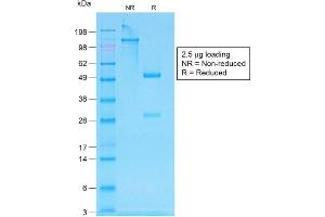 SDS-PAGE Analysis of Purified pan-IgG Rabbit Recombinant Monoclonal Antibody ABIN6383783. (Recombinant IGHG 抗体)