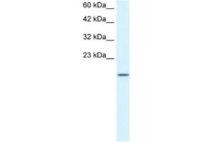 Western Blotting (WB) image for anti-Zinc Finger Protein 7 (ZNF7) antibody (ABIN2460736) (ZNF7 抗体)